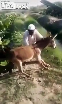 Cet âne fout son maître à l'eau pour traverser une rivière !