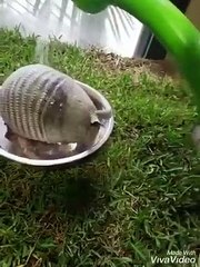 Download Video: Regardez cet Armadillo prendre son bain dans un bol !