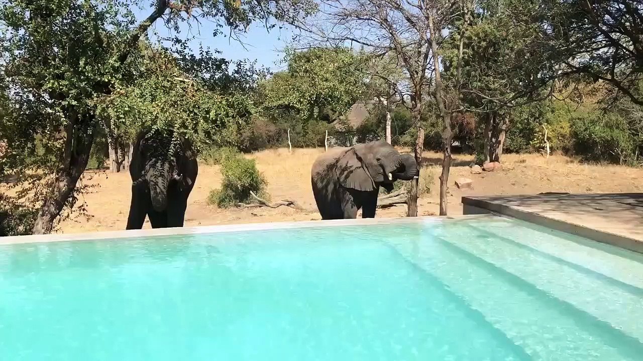 Ces éléphants viennent boire dans la piscine en pleine savane !