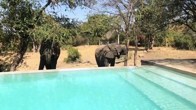 Ces éléphants viennent boire dans la piscine en pleine savane !