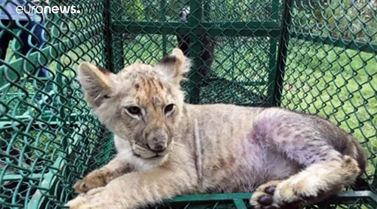 Operation Thunderball: Schlag gegen Wildtierhandel