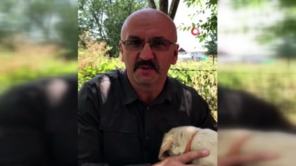 Şantiyeye gelen tilkiyi elleriyle besliyorlar