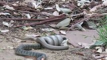 L'incroyable combat entre un serpent brun et un serpent tigre