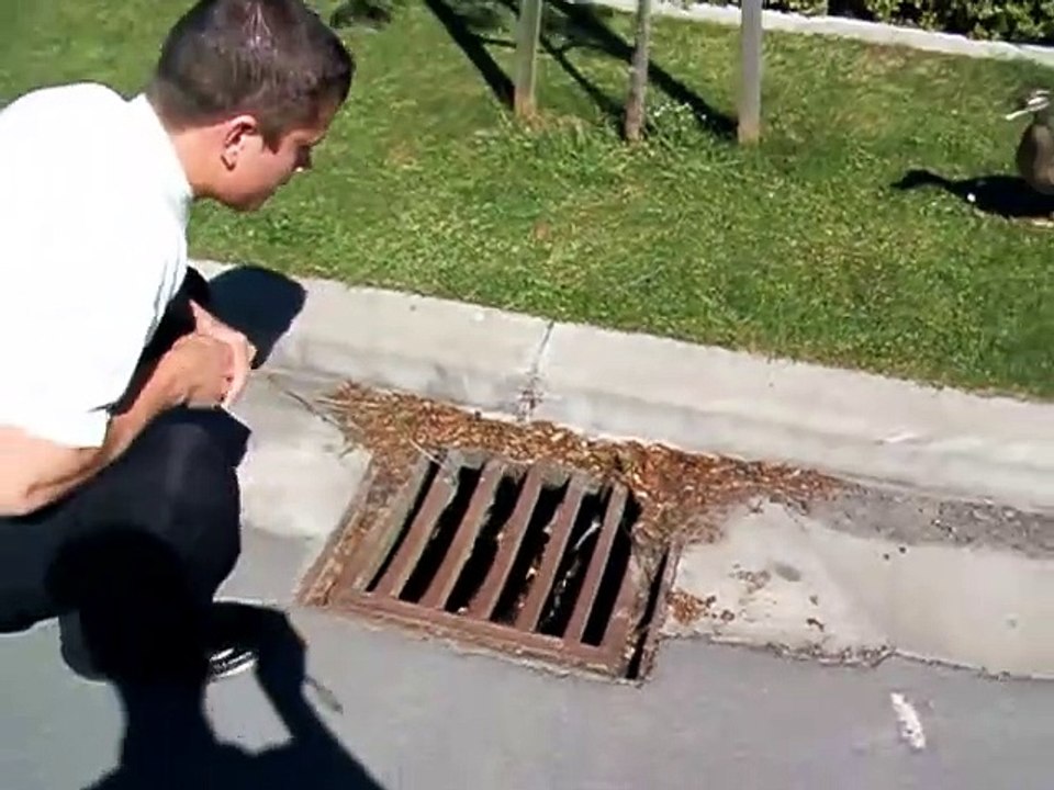 Un homme aide une maman canard à sortir ses bébés d'une bouche d'égout