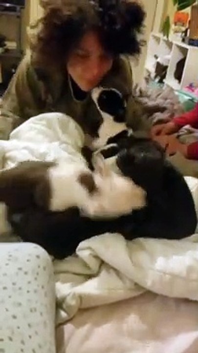 Rough pups