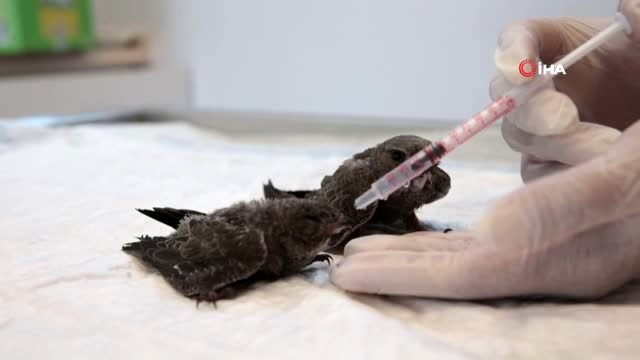 Büyükşehir Belediyesi 1'i yavru 2 ebabil kuşuna sahip çıktı