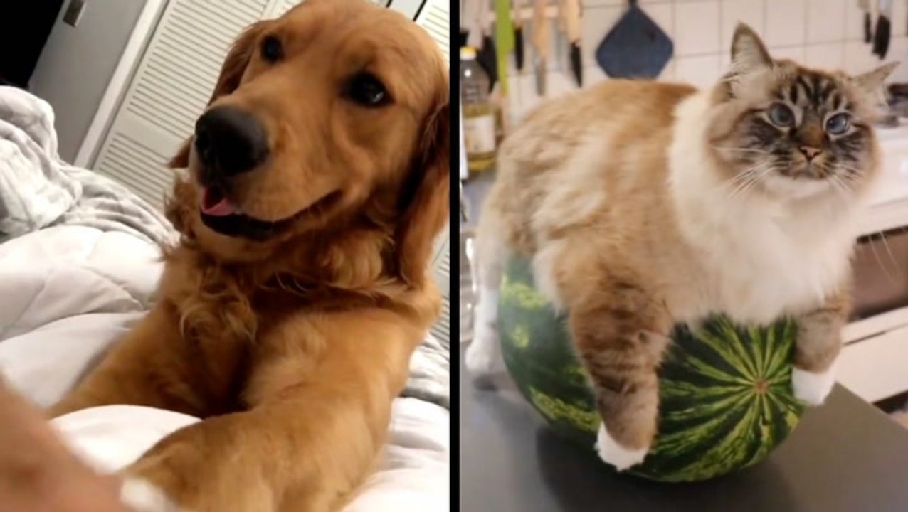 Animals And Their Adorable Quirks