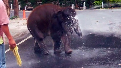 Un élephanteau s'éclate avec un jet d'eau