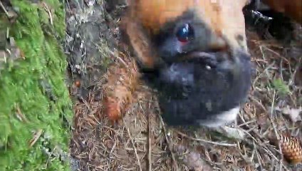 20190710, walking Patou in drizzle and rain