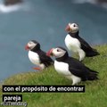 Con picos coloridos y vuelos elegantes, el frailecillo llega a costas británicas para reproducirse