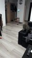 Cat Plays Catch