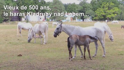 République tchèque: le Haras national de Kladruby nad Labem inscrit à l'UNESCO
