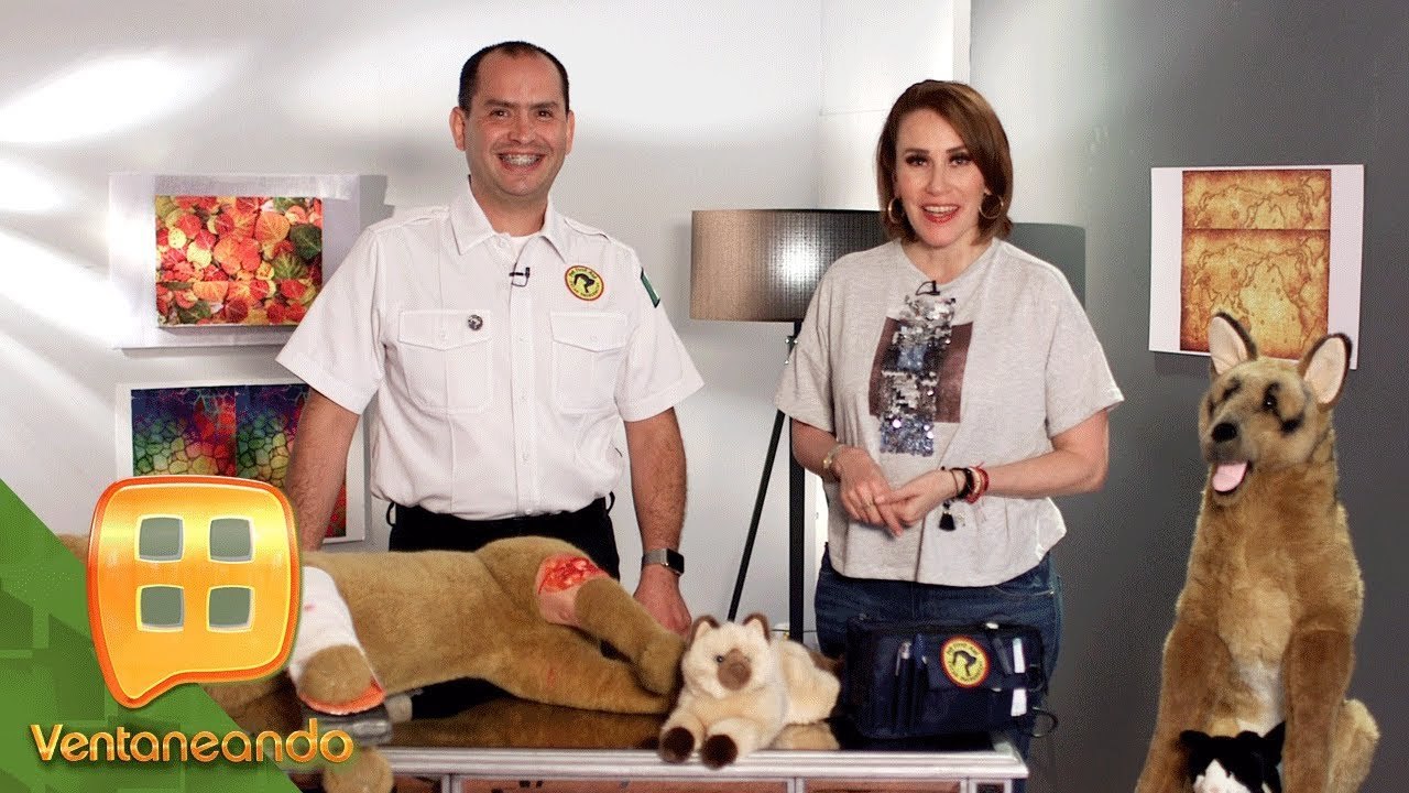 ¡Primeros auxilios para tu MASCOTA! La Casta se fue con un especialista que nos da unos tips.