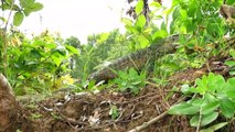 Primitive Boy Saves Komodo Dragon From Python Attack - Most Amazing Wild Animal Attack