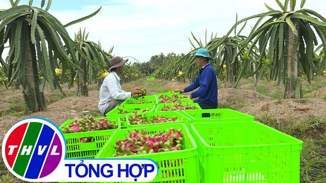 THVL | Nông nghiệp bền vững: Thanh long Hậu Lộc hướng đến sản xuất bền vững