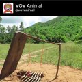 Primitive Technology Tiger Trap by deep hole And Big Wood Board