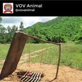 Primitive Technology Tiger Trap by deep hole And Big Wood Board