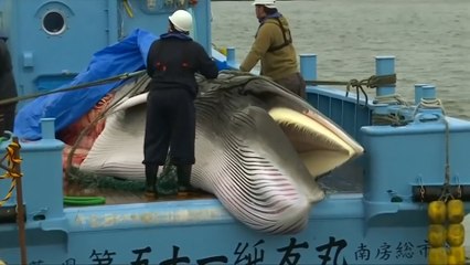 Resumption of commercial hunting overshadows Japan’s boom in whale-watching tourism