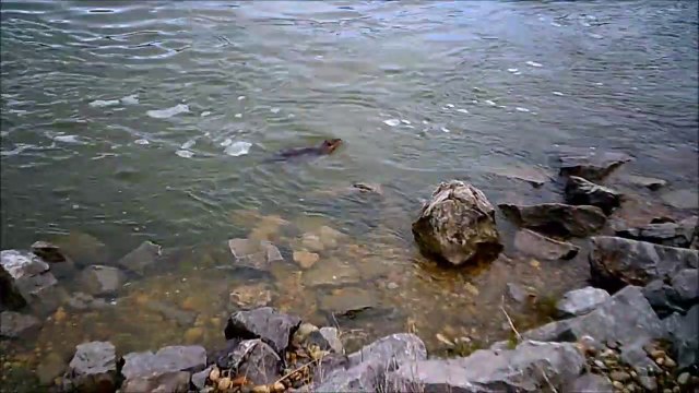 MCH 126 CAN YOU SPOT THE MEGA CANADIAN BEAVER AT DICKSON DAM ALBERTA CANADA.