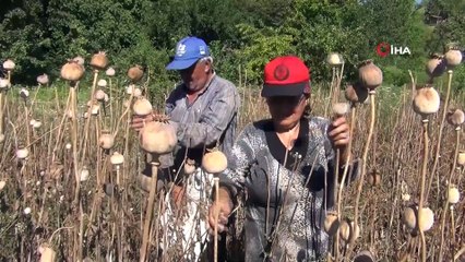 Çorum’da haşhaş hasadı başladı