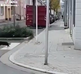 Tom & Jerry phiên bản đời thực