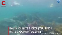 Balık cinsiyet değiştirirken böyle görüntülendi