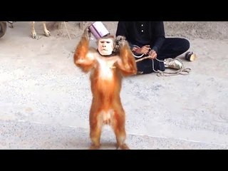 बन्दर निकला लौटा ले के | Bandar Bandariya Ka Khel Tamasha  - Comedy Funny Video From My Phone