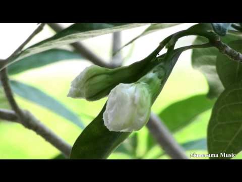 Anthimayungum Neram song from Hit Album "Akkarappacha"