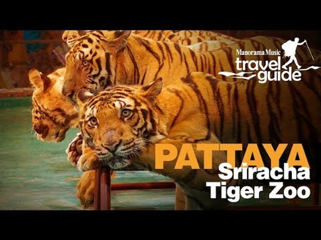 SRIRACHA TIGER ZOO PATTAYA | THAILAND | BANGKOK