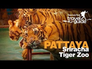SRIRACHA TIGER ZOO PATTAYA | THAILAND | BANGKOK