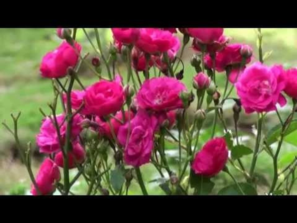 Sreeragardram Superhit song from Poothalam Album