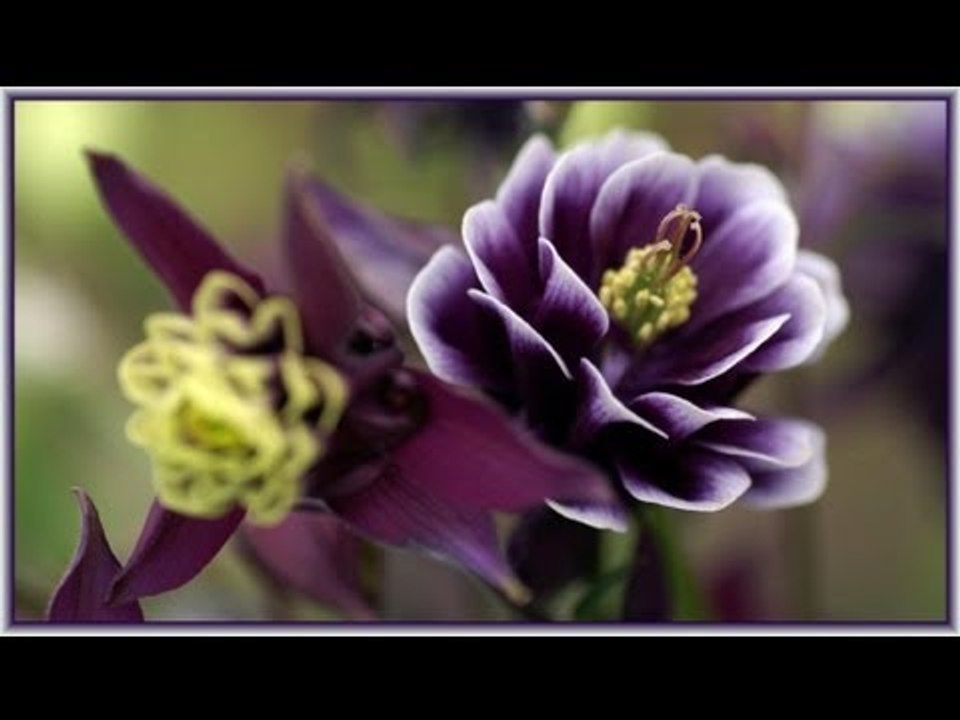 Iruloka Soubhagyam - Mappilappattukal - K G Markose