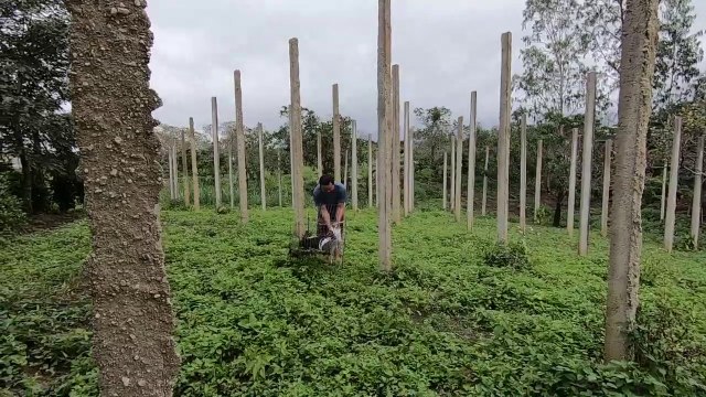 Five little rabbits - Cute bunny first time out of the barn