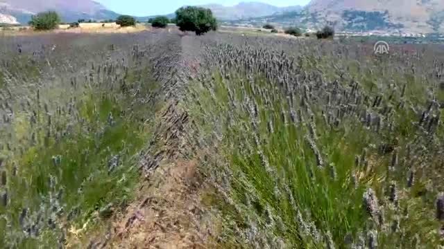 Türkiye'nin en büyük adası lavanta kokacak (1)