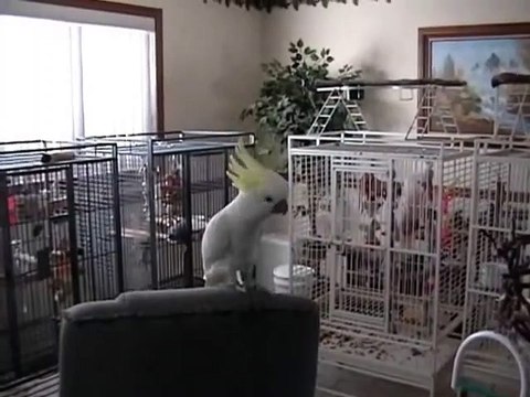 Snowball un cacatoès aux têtes nues connaît 14 mouvements de danse différents et séduit les scientifiques