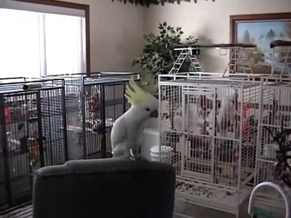 Snowball un cacatoès aux têtes nues connaît 14 mouvements de danse différents et séduit les scientifiques