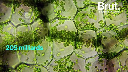 1200 milliards d'arbres pour réduire le C02 de l'atmosphère ?