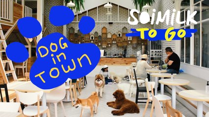 Soimilk To Go: Dog In Town Ari