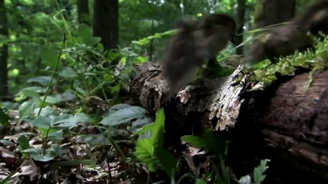 أنشودة أكثر من رائعة - قمر .. قمر .. قمر سيدنا النبي - بصوت الشيخ أيمن صيدح