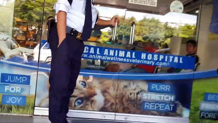 Pomeranian pregnancy and X ray in Pomeranian