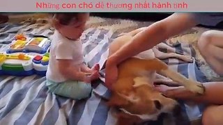 cute dogs and cute baby