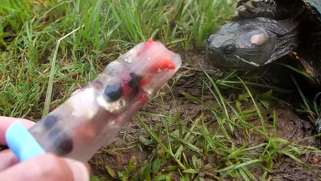 Un homme décide de concevoir des sucettes glacées pour des tortues sauvages