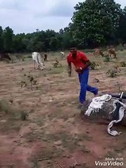 mor Man ke suwa uda le dekhi Na dono tor Naina