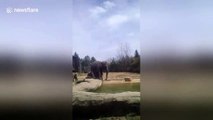 Funny moment elephant shoves friend into water with its trunk at Columbus zoo