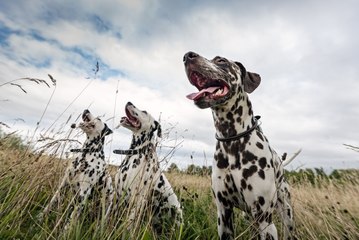 Día Mundial del Perro