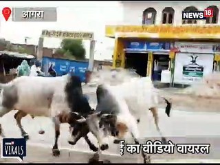 दो सांडों की जबरदस्त लड़ाई का VIDEO VIRAL, चपेट में आने से बाल बाल बचे लोग