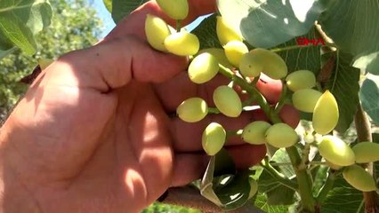 Bitlis'te 40 köyde 80 bin ağaca fıstık aşısı yapıldı