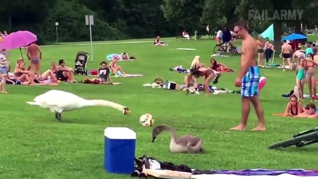 Komik hayvanlar ve sevimli kazaları, kedi, köpek videoları