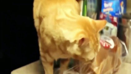 KOMİK HAYVAN DERLEMESİ 