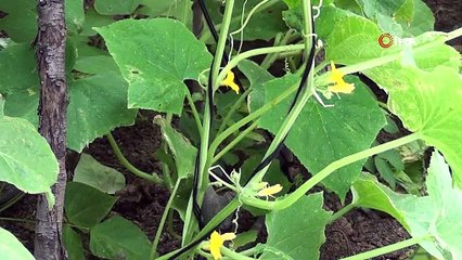 İLGİNÇ NAZARDAN KORUNMA YÖNTEMİ